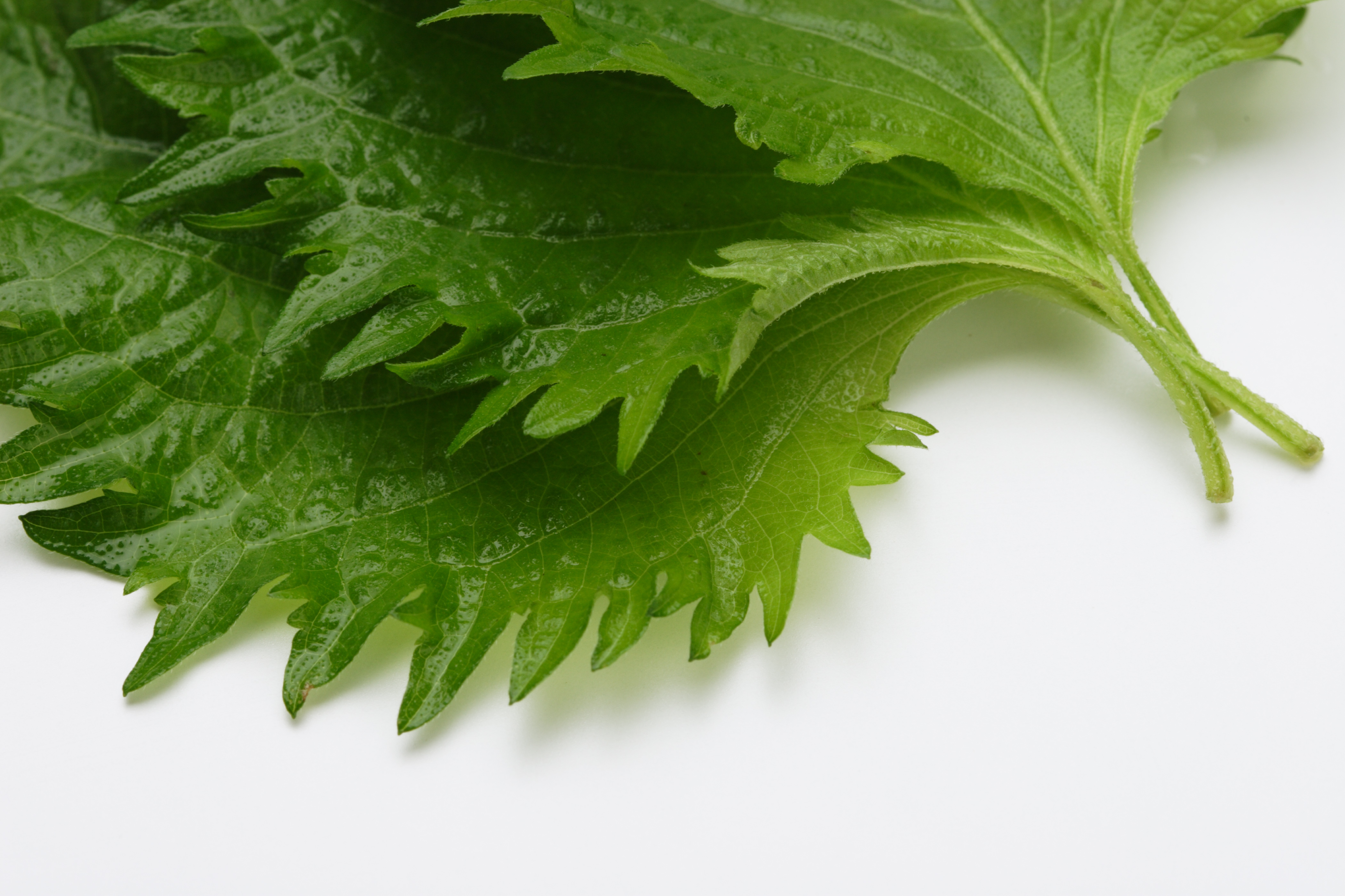 �򖡂̃`�J��