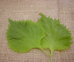 �򖡂̃`�J��