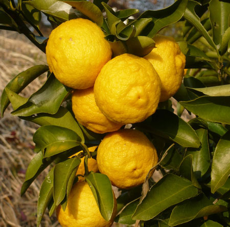 �򖡂̃`�J��